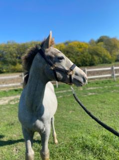 Elad 3 ves magyar sportl mn 