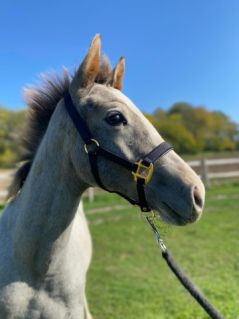 Elad 3 ves magyar sportl mn 