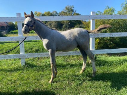 Elad 3 ves magyar sportl mn 