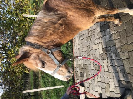 Elad 19 ves pni kanca 