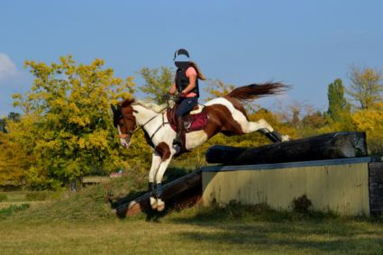 Elad 12 ves arab flvr (arab fajta) kanca 