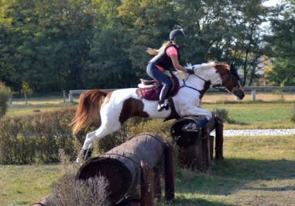 Elad 12 ves arab flvr (arab fajta) kanca 