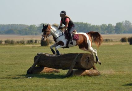 Elad 12 ves arab flvr (arab fajta) kanca 