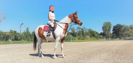 Elad 12 ves arab flvr (arab fajta) kanca 