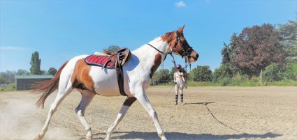 Elad 12 ves arab flvr (arab fajta) kanca 