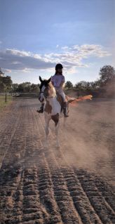 Elad 12 ves arab flvr (arab fajta) kanca 