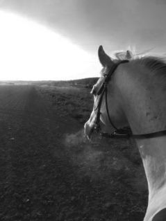 Elad� 12 �ves shagya arab her�lt 