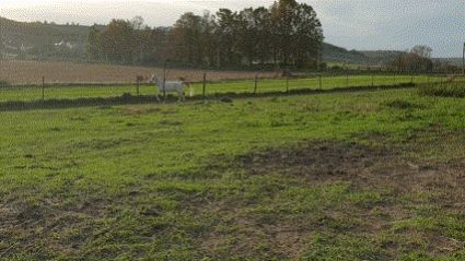 Elad� 12 �ves shagya arab her�lt 