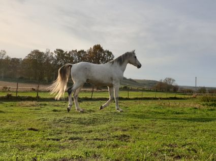 Elad� 12 �ves shagya arab her�lt 