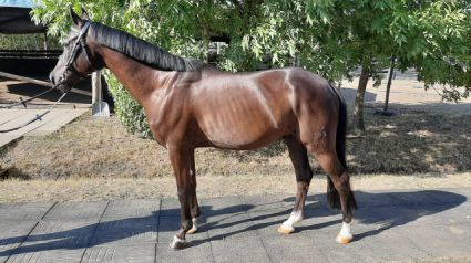 Elad 13 ves nmet reitpony herlt 