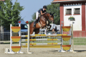 Elad 10 ves magyar sportl kanca 