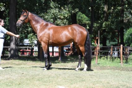 Elad� 10 �ves magyar sportl� kanca 