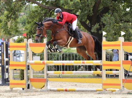 Elad� 10 �ves magyar sportl� kanca 