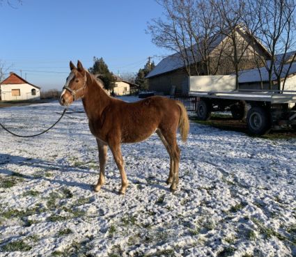 Elad� 4 �ves magyar sportf�lv�r kanca 