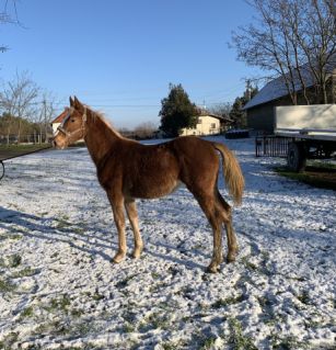 Elad� 4 �ves magyar sportf�lv�r kanca 