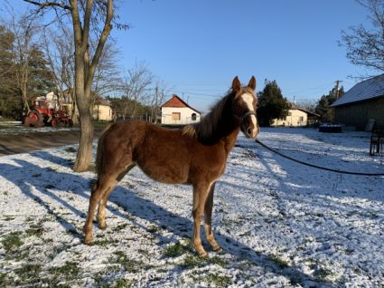 Elad� 4 �ves magyar sportf�lv�r kanca 