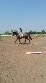 Elad� 4 �ves magyar sportl� m�n 