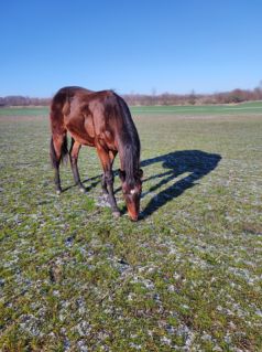 Elad� 4 �ves magyar sportl� m�n 