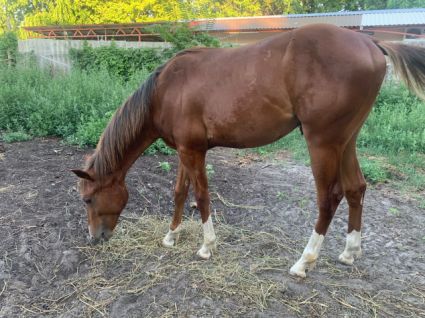 Elad 3 ves painthorse mn 