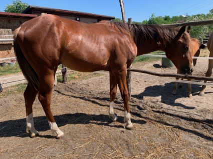 Elad 3 ves painthorse mn 