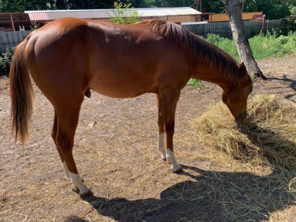 Elad 3 ves painthorse mn 