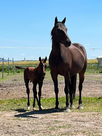 Elad� 12 �ves magyar f�lv�r kanca 