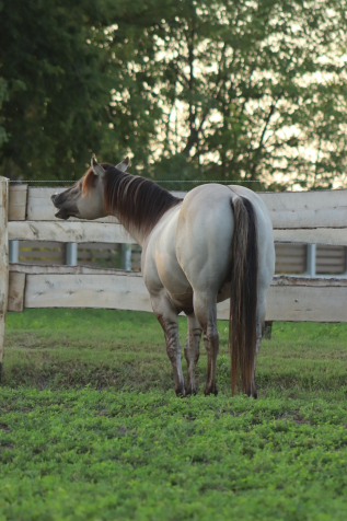 Elad 5 ves quarter horse mn 