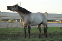 Elad 5 ves quarter horse mn 