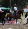 Elad 12 ves holland sportl/KWPN herlt 