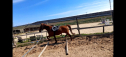 Elad 11 ves holland sportl/KWPN herlt 