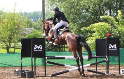 Elad� 7 �ves magyar sportl� kanca 