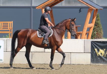 Elad� 7 �ves magyar sportl� kanca 