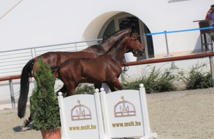 Elad� 7 �ves magyar sportl� kanca 