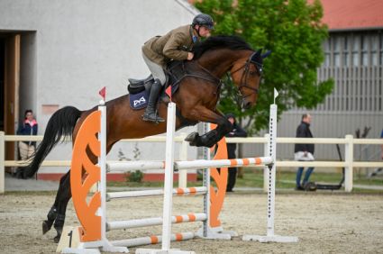 Elad� 7 �ves magyar sportl� kanca 