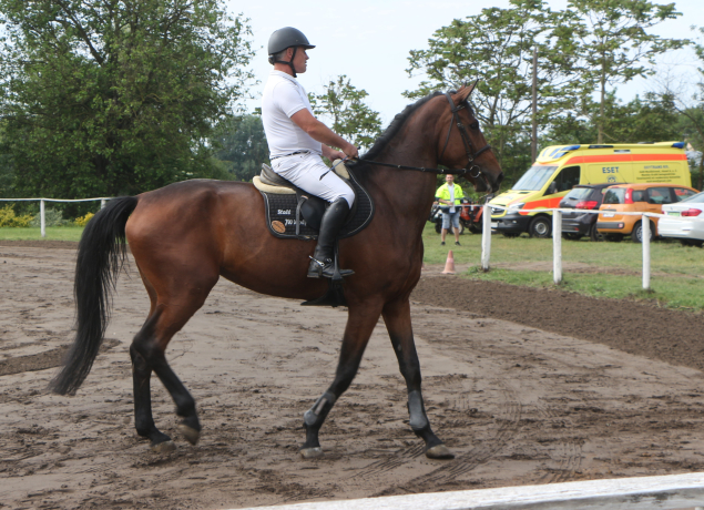 Elad� 7 �ves magyar sportl� kanca 