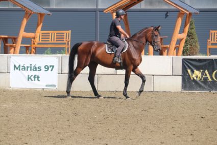 sportló/kanca-(2019)