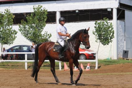 Elad� 7 �ves magyar sportl� kanca 