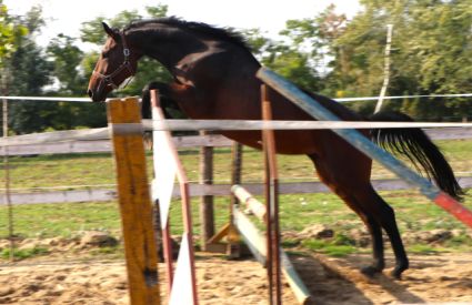 Elad� 7 �ves magyar sportl� kanca 