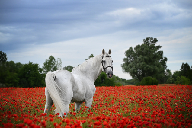 19 �ves oldenburgi m�n 