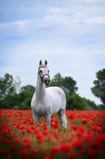 19 �ves oldenburgi m�n 