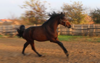 Elad� 4 �ves magyar sportl� m�n 