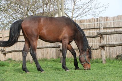 Elad� 4 �ves magyar sportl� m�n 