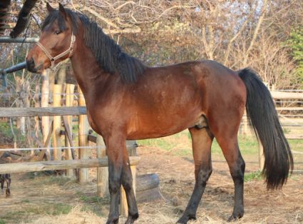 Elad� 4 �ves magyar sportl� m�n 