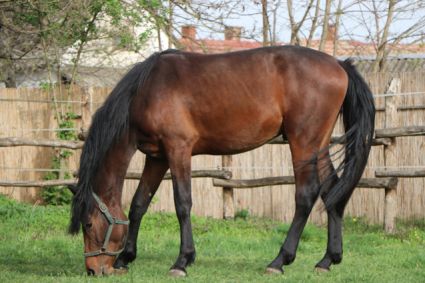 Elad� 4 �ves magyar sportl� m�n 