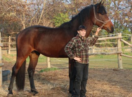 Elad� 4 �ves magyar sportl� m�n 