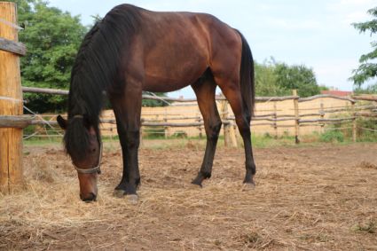 Elad� 4 �ves magyar sportl� m�n 