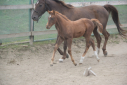 Elad 10 hnapos appaloosa mn 