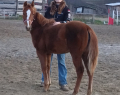 Eladó 1 éves quarter horse kanca 