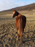 Eladó 1 éves quarter horse kanca 