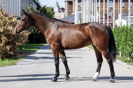 Elad� 7 �ves magyar sportl� kanca 